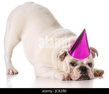 Geburtstag Hund - englische Bulldogge Geburtstag Hut isoliert auf weißem Hintergrund Stockfoto