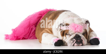 Hund, gekleidet wie eine Ballerina isoliert auf weißem Hintergrund - englische Bulldogge Stockfoto