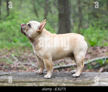 französische Bulldogge stehend auf einem Baumstamm draußen im Wald Stockfoto