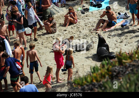 Urlauber, hängen und Fotografieren von Dichtungen an einem Sommertag am Strand liegen. La Jolla Cove, San Diego, Kalifornien. Das Bild wurde ich aufgenommen Stockfoto