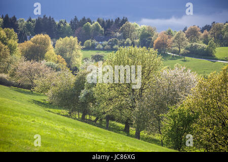 Frühlingsbäume Im Taunus Bei Engenhahn, Hessen, Deutschland Stockfoto