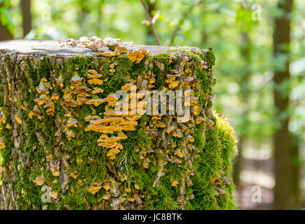 Waldlandschaft einschließlich Pilze auf Baumstamm im frühen Frühjahr Stockfoto