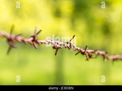 Rostiger Stacheldraht Detail in grün verschwommen zurück Stockfoto