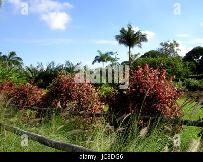 Blumen Bäume in La Vanille Nationalpark-Mauritius Stockfoto