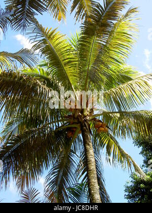 Palm Tree Mauritius Stockfoto