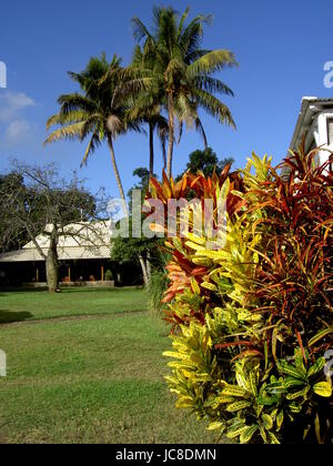 Blume Baum Mauritius Stockfoto