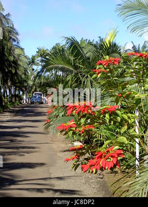 Tropische Blumen auf einem Bauernhof in Mauritius Stockfoto