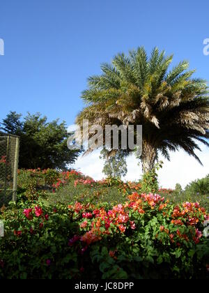 Blumen Bäume in La Vanille Naturpark Mauritius Stockfoto