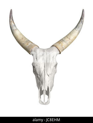 gehörnte Tiere Schädel in weißem Rücken Stockfoto
