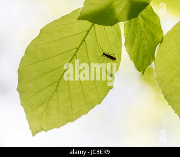 sonnig beleuchteten grünes Blatt mit kleinen Käfer im Frühjahr Stockfoto