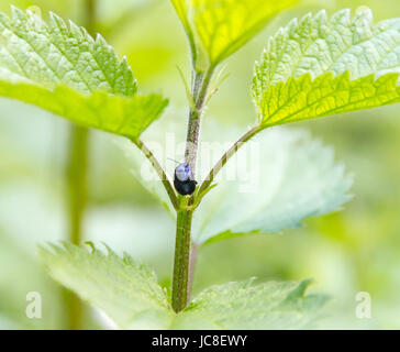 Erle Getreidehähnchen im grünen natürlichen Ambiente Stockfoto