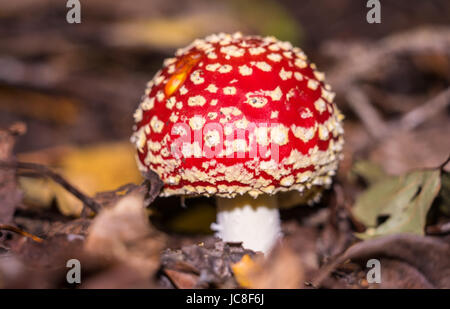 Closeup roten Pilz versteckt im Busch in Tasmanien Australien Stockfoto