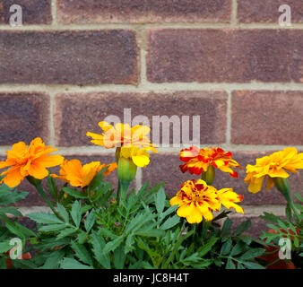 Reihe von leuchtend orange und gelb Französisch Ringelblumen gegen eine Mauer mit Textfreiraum Stockfoto