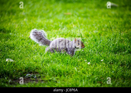 Glasgow 14. Juni 2017. Leicht bewölkt, aber warmen Tag in den botanischen Gärten. Bildnachweis: ALAN OLIVER/Alamy Live-Nachrichten Stockfoto