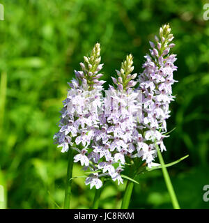 Reigate, UK. 14. Juni 2017. Großbritannien Wetter: Wilde Orchideen in Reigate, Surrey UK Blume. Drei gemeinsame entdeckt Orchideen, blüht Dactylorhiza Fuchsii in der Hitze des Sommers auf einer Wiese am Fuße des North Downs bei Colley Hill, Reigate. Mittwoch, 14. Juni 2017 Foto: Credit: Lindsay Constable/Alamy Live-Nachrichten Stockfoto