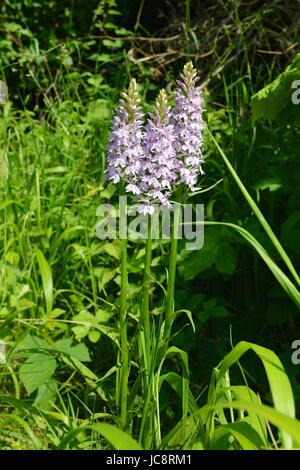 Reigate, UK. 14. Juni 2017. Großbritannien Wetter: Wilde Orchideen in Reigate, Surrey UK Blume. Drei gemeinsame entdeckt Orchideen, blüht Dactylorhiza Fuchsii in der Hitze des Sommers auf einer Wiese am Fuße des North Downs bei Colley Hill, Reigate. Mittwoch, 14. Juni 2017 Foto: Credit: Lindsay Constable/Alamy Live-Nachrichten Stockfoto