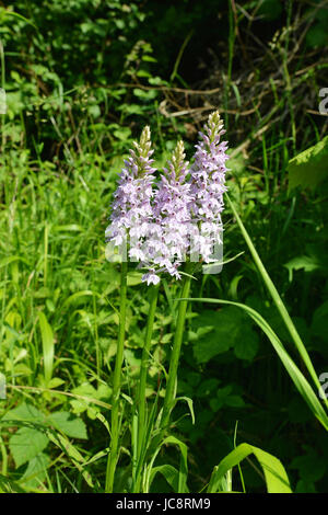 Reigate, UK. 14. Juni 2017. Großbritannien Wetter: Wilde Orchideen in Reigate, Surrey UK Blume. Drei gemeinsame entdeckt Orchideen, blüht Dactylorhiza Fuchsii in der Hitze des Sommers auf einer Wiese am Fuße des North Downs bei Colley Hill, Reigate. Mittwoch, 14. Juni 2017 Foto: Credit: Lindsay Constable/Alamy Live-Nachrichten Stockfoto