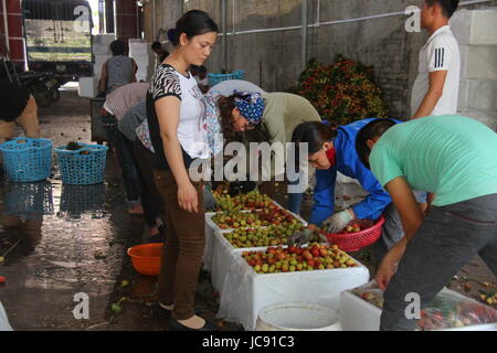 Hanoi, Vietnam. 12. Juni 2017. Menschen-Paket für den Verkauf in Luc Ngan Bezirk, Bac Giang Provinz, Vietnam, am 12. Juni 2017 Litschi. Mit Blick auf eine magere Ernte aber gute Preise zu genießen, ist Vietnams Litschi wachsenden Hub Intensivierung der Anbau der saftigen Frucht nach internationalen Standards und die Hälfte seiner Produktion nach China exportieren. Bildnachweis: Le Yanna/Xinhua/Alamy Live-Nachrichten Stockfoto