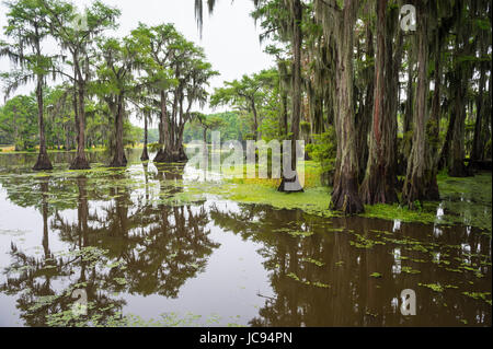 Klassische Bayou Sumpf Szene des amerikanischen Südens mit kahle Zypresse Bäume reflektieren trüben Wasser im Caddo Lake, Texas, USA Stockfoto