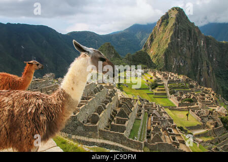 Lamas stehen in Machu Picchu übersehen in Peru. Im Jahr 2007 wurde Machu Picchu von der neuen sieben Weltwunder gewählt. Stockfoto