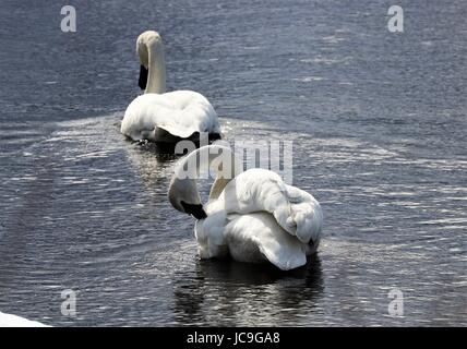 Elegante wild Trumpeter Schwäne (Cygnus Buccinator) in Eagle River, AK. Stockfoto