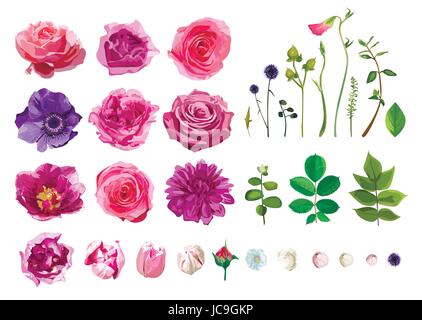 Vektor große Auswahl von verschiedenen Blumen Blätter einschließlich Rose, Dahlia Daisy Anemone Tulip isoliert auf weißem Hintergrund. Rosa, lila grün Aquarell Stock Vektor