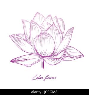 Lotus Seerose Vektor-schöne Blume bunt rosa lila weichen Farbverlauf Tattoo Kunst Illustration. Handgezeichnete feine lineare Pflanze Blüte floral moder Stock Vektor