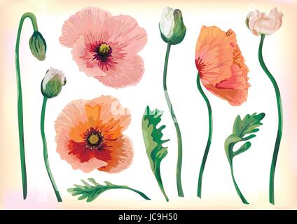 Vintage Mohn schöne weiche Blumen verlässt Pfirsiche rote rosa Knöpfen botanische Pastelltönen blühenden Blumen feine Feder können Hochzeit Design Aquarell s Garten Stock Vektor