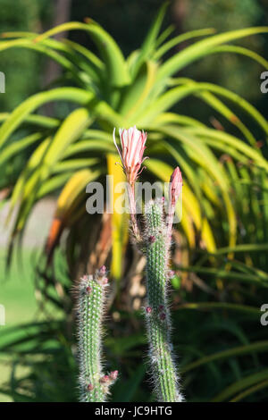 Royal Botanic Gardens in Melbourne, Victoria, Australien Stockfoto