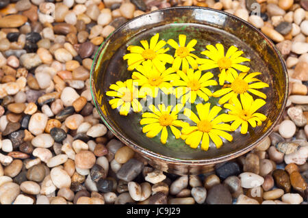 Schwimmende gelbe Margeriten auf einem Kiesel-Hintergrund Stockfoto