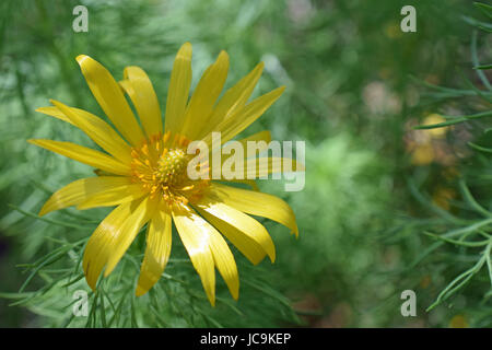 Adonis Vernalis, auch bekannt als der Fasan Auge und falschen Nieswurz. Schöne gelbe Einzelblüte mit grünem Hintergrund. Stockfoto