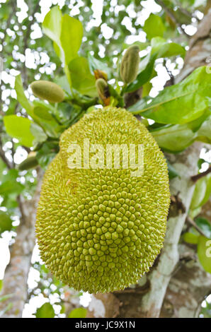 Jackfruit ist eine tropische Frucht am Baum Reifen. Stockfoto