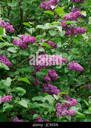 Flieder (Syringa Vulgaris) in voller Blüte. Suzannes Gemüsegarten. Stockfoto