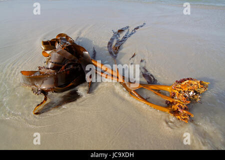 Seetang Pflanze (Ecklonia Maxima) ausgewaschen an einem Sandstrand, Südafrika Stockfoto