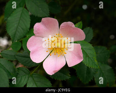 Wildrose (Rosa Canina) in voller Blüte in einem Garten (Suzanne Gemüsegarten, Le Pas, Mayenne, Frankreich). Stockfoto