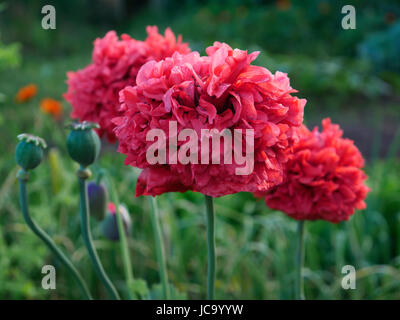 Mohn oder Schlafmohn (Papaver somniferum), Blüte rot, Zierpflanzen, jährliche (Suzanne Gemüsegarten, Le Pas, Mayenne, Frankreich. Stockfoto