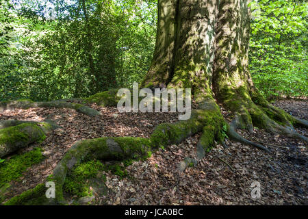 Deutschland, in einem Wald bei Ruhrhoehenweg im Ardey-Gebirge in der Nähe von Witten, Moos auf den Stamm einer alten Buche. Stockfoto