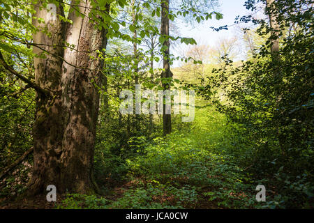 Deutschland, Ruhrgebiet, Frühling in einem Wald bei Ruhrhoehenweg im Ardey-Gebirge in der Nähe von Wetter. Stockfoto