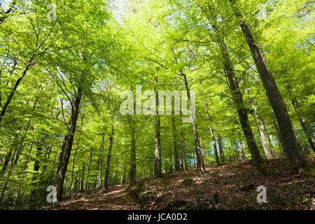 Deutschland, Ruhrgebiet, Frühling in einem Wald bei Ruhrhoehenweg im Ardey-Gebirge in der Nähe von Wetter. Stockfoto