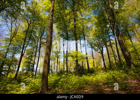 Deutschland, Ruhrgebiet, Frühling in einem Wald bei Ruhrhoehenweg im Ardey-Gebirge in der Nähe von Wetter. Stockfoto