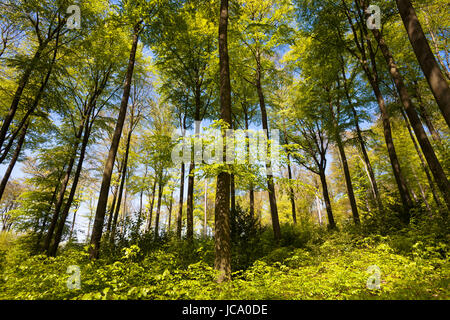 Deutschland, Ruhrgebiet, Frühling in einem Wald bei Ruhrhoehenweg im Ardey-Gebirge in der Nähe von Wetter. Stockfoto