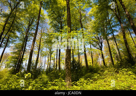 Deutschland, Ruhrgebiet, Frühling in einem Wald bei Ruhrhoehenweg im Ardey-Gebirge in der Nähe von Wetter. Stockfoto