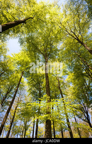 Deutschland, Ruhrgebiet, Frühling in einem Wald bei Ruhrhoehenweg im Ardey-Gebirge in der Nähe von Wetter. Stockfoto