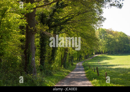 Deutschland, Ruhrgebiet, Frühling in einem Wald an der Ruhrhoehenweg in den Ardey-Bergen in der Nähe von Wetter in der Nähe von Schede Manor. Stockfoto