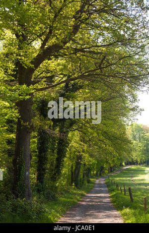 Deutschland, Ruhrgebiet, Frühling in einem Wald an der Ruhrhoehenweg in den Ardey-Bergen in der Nähe von Wetter in der Nähe von Schede Manor. Stockfoto