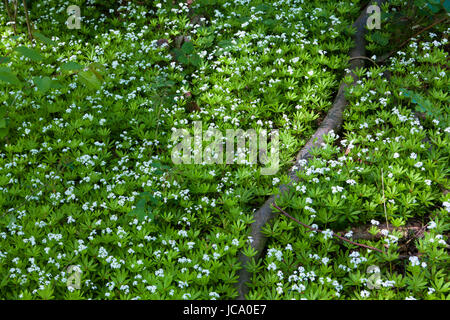 Deutschland, blühende Sweetscented Labkraut (Galium Odoratum). Stockfoto