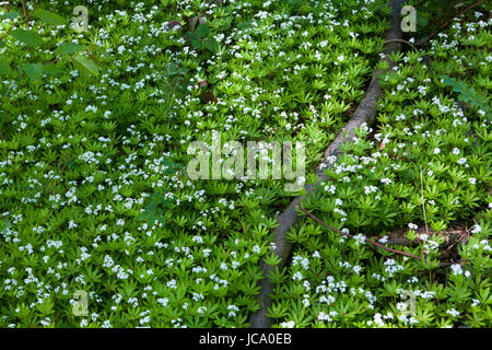 Deutschland, blühende Sweetscented Labkraut (Galium Odoratum). Stockfoto