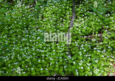 Deutschland, blühende Sweetscented Labkraut (Galium Odoratum). Stockfoto