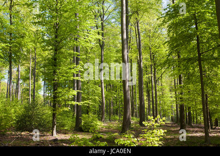 Deutschland, Ruhrgebiet, Frühling in einem Wald bei Ruhrhoehenweg im Ardey-Gebirge in der Nähe von Wetter. Stockfoto