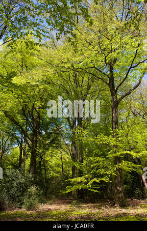 Deutschland, Ruhrgebiet, Frühling in einem Wald bei Ruhrhoehenweg im Ardey-Gebirge in der Nähe von Wetter. Stockfoto